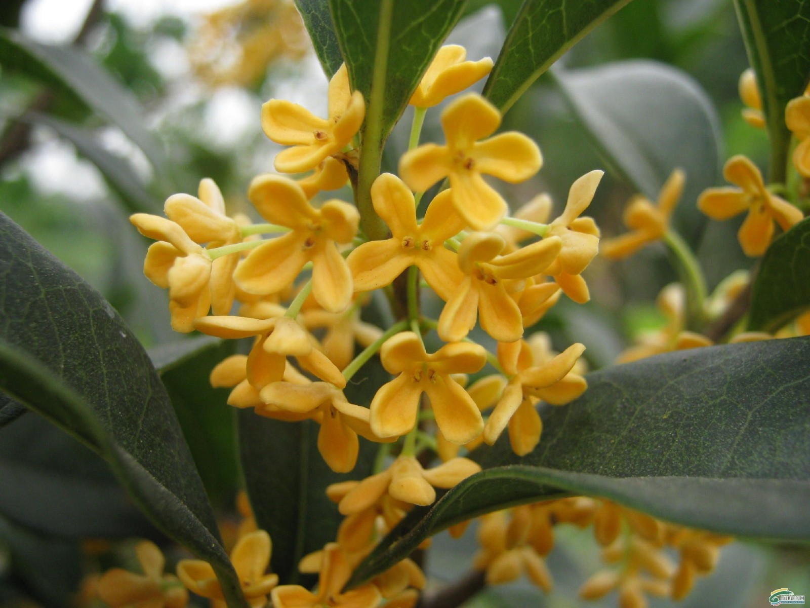 ( 1 ) – Yellow Flowering Fragrant Tea Olive ( osmanthus ) – Starter Plant ( L4 )