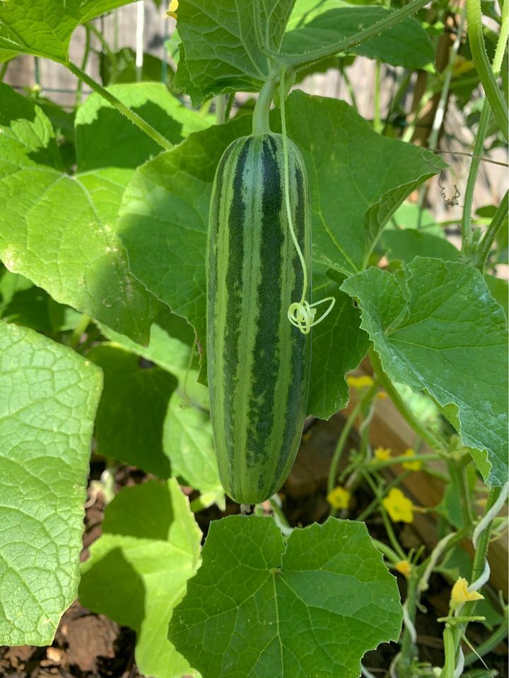 CAMBODIAN’S CUCUMBER SEEDS- Non GMO – Heirlooms – None Bitter Taste