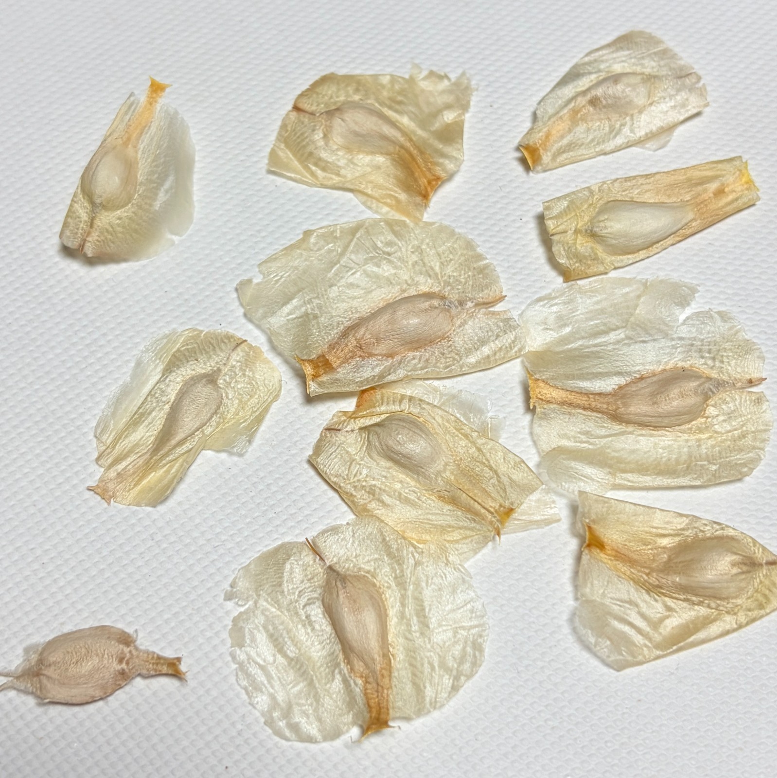 Welwitschia Mirabilis Seeds – Fresh & Rare! 20/50/100pcs