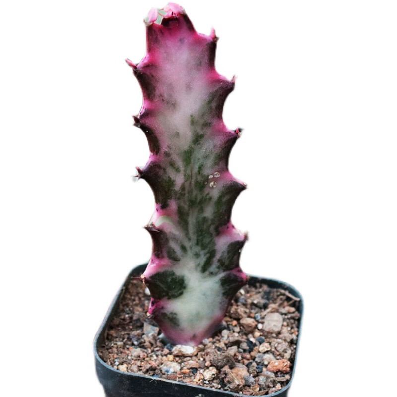 8CM Succulent Cactus Plant Euphorbia Trigona Rubra Red Variegata Cactaceae Plant