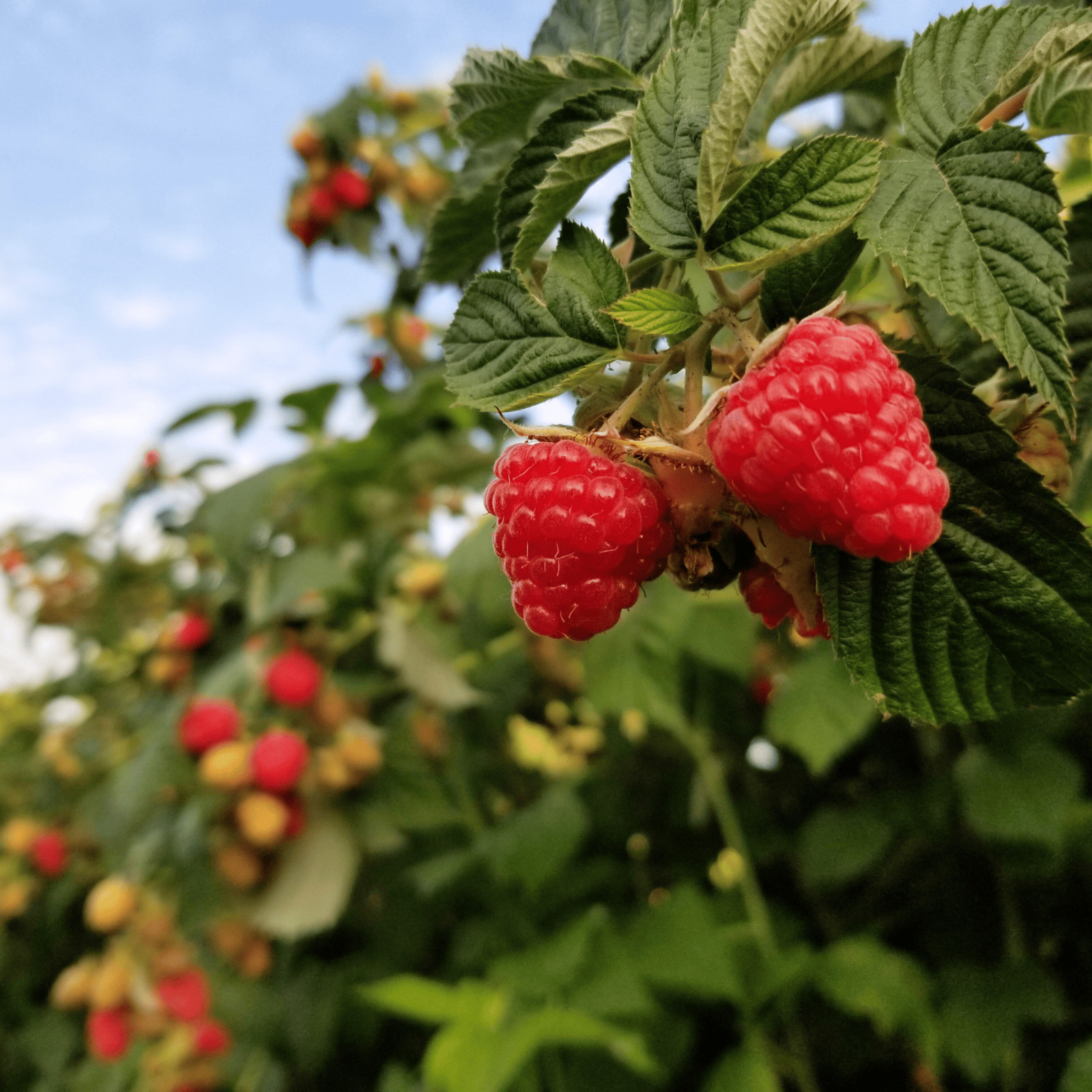 Hand Picked Nursery Joan J Raspberry Canes – Bare Root Canes, 1-Year-Old