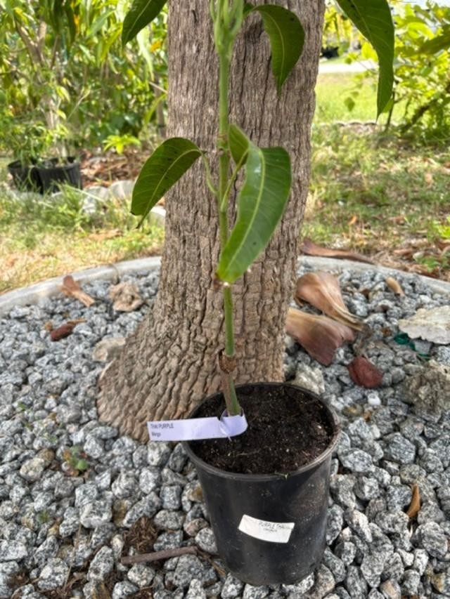 GRAFTED (SUPER RARE) THAI PURPLE NAM DOC MAI/SI MEUANG 12″ OR MORE TALL