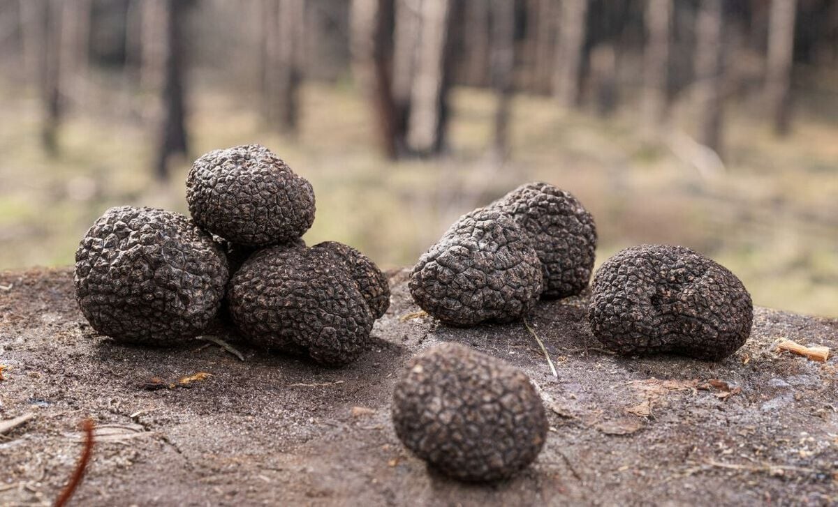 Fresh Black Summer Truffles (Tuber Aestivum)