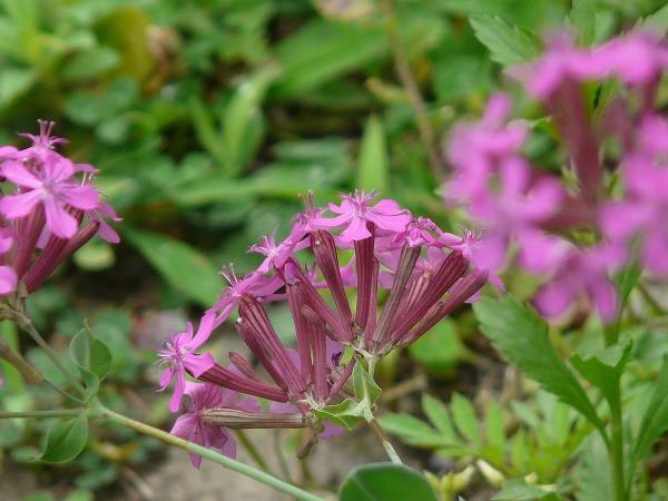 Silene armeria | None-so-Pretty | Sweet William Catchfly | 1000 Seeds