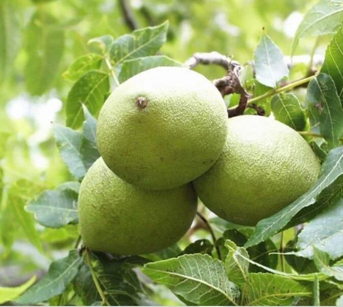 BLACK WALNUTS 1 LB Seed Nuts Fresh 2025 Harvest Naturally Farm Grown in Missouri