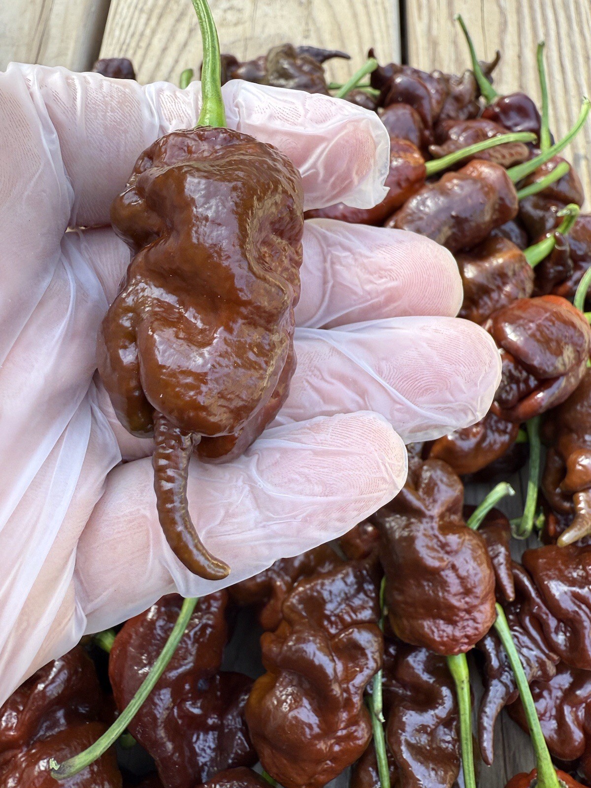 10+ Chocolate Primotali SUPERHOT Organic Pepper Seeds 2025 Harvest Free Shipping