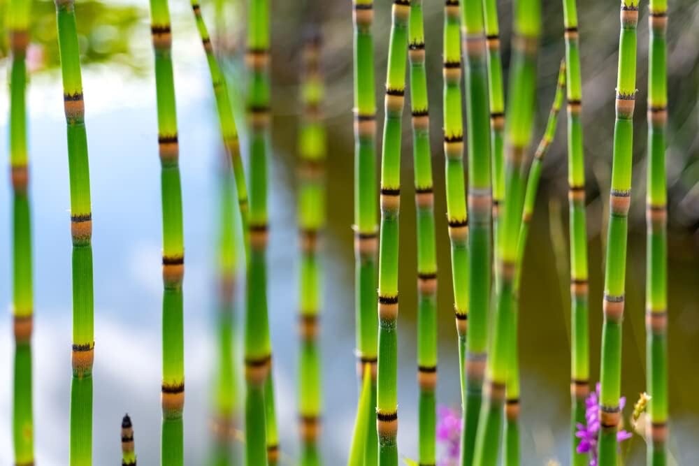 Horsetail Plant Cuttings to Grow – Equisetum – Great Aquatic Feature, Koi Pond