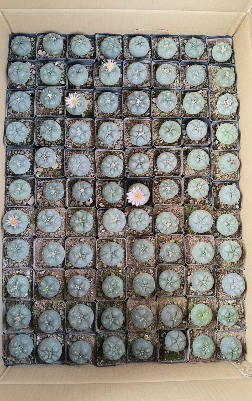 5PCS Succulent Cactus Plant Beautiful Cactus Garden Décor Boutique 3-5cm