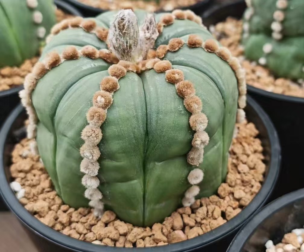 8cm Rare Plant Cacti Astrophytum Asterias ‘Ooibo’ WYSIWYG Own Root Garden Sale