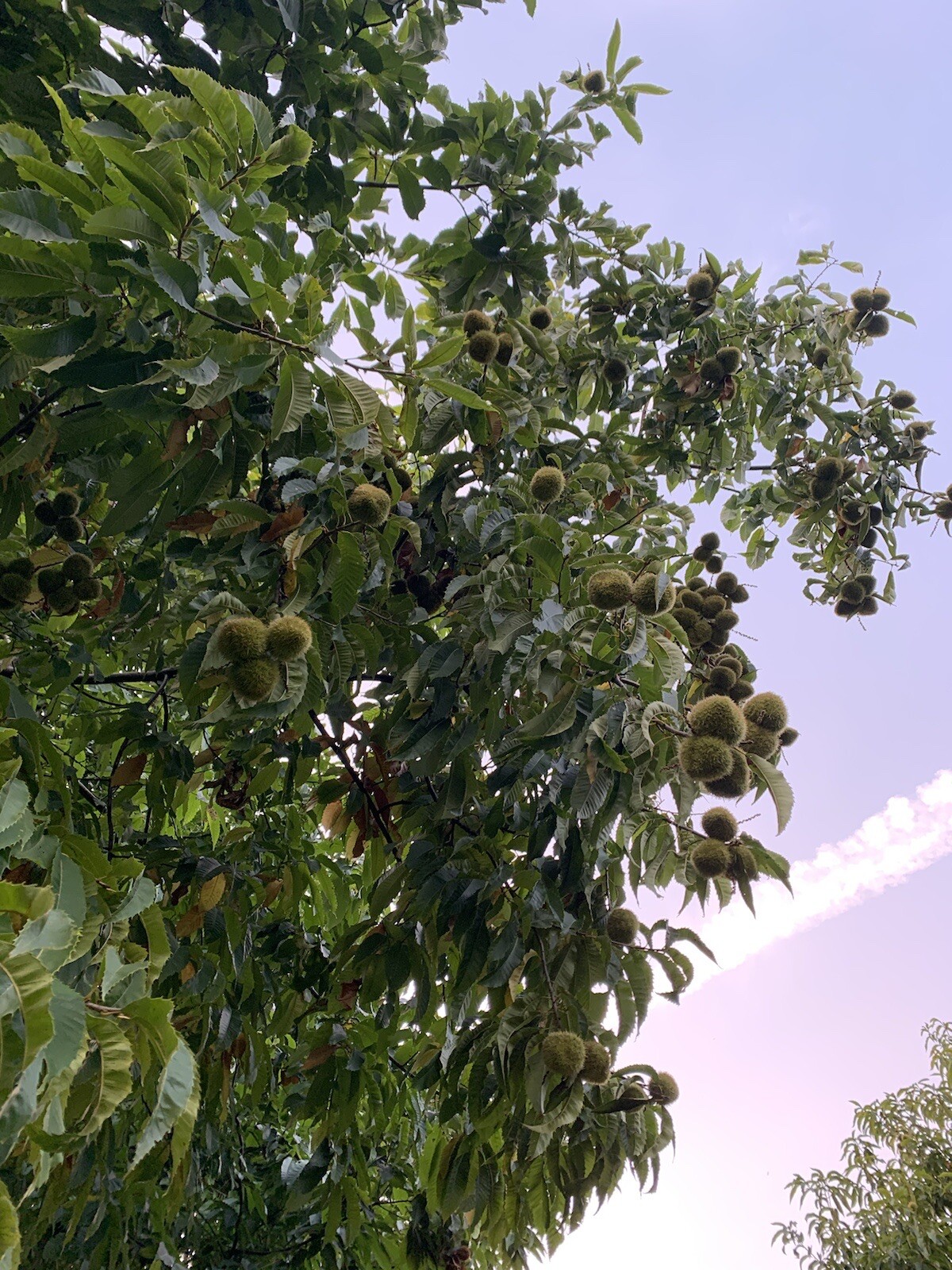 100% American Chestnut. 2025 harvest. Verified By The ACF. 5 Per Order