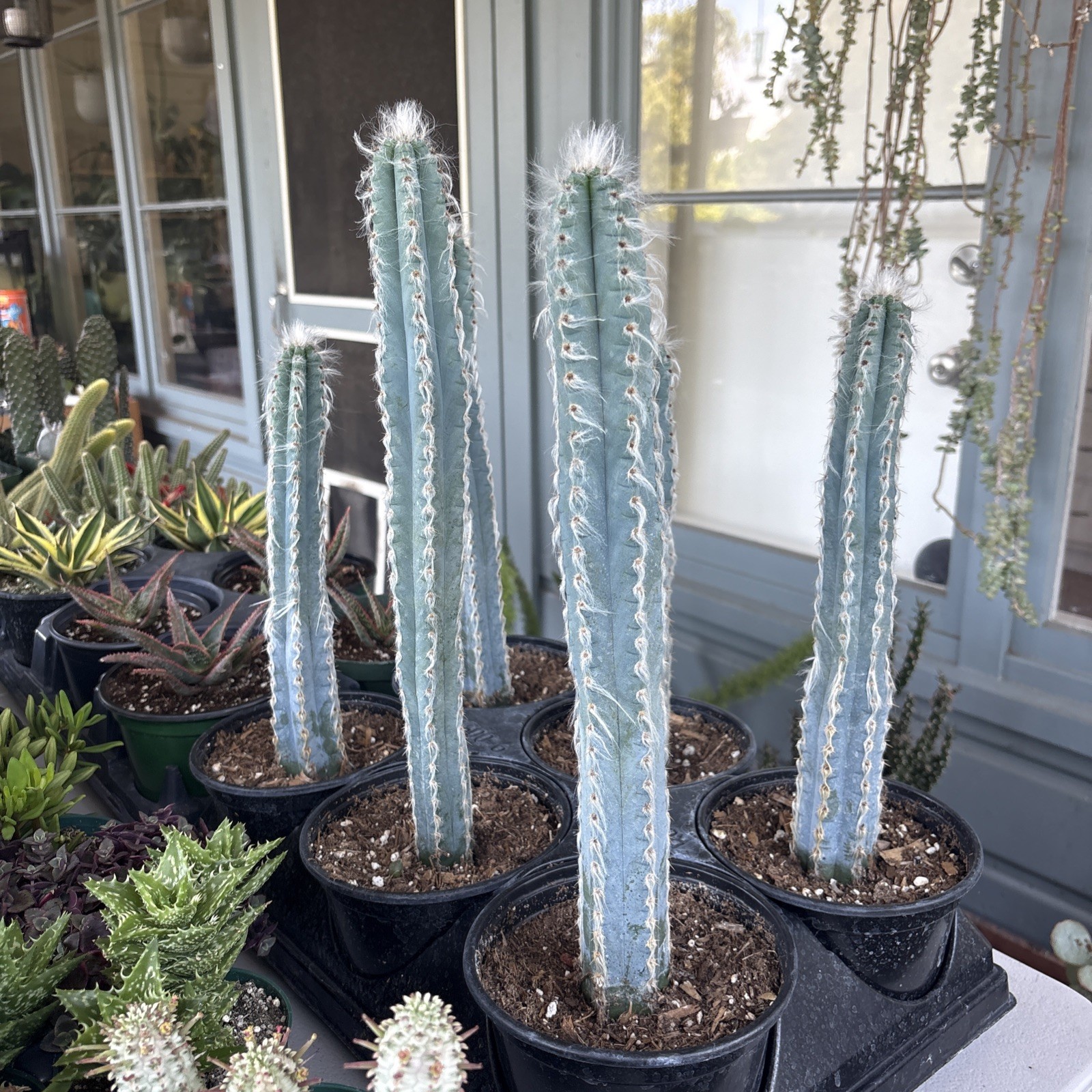 Pilosocereus Pachycladus F. Ritter ( Large 14 in )