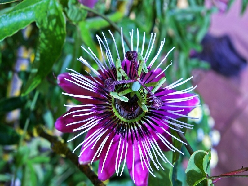 ~~MAYPOP PASSIFLORA~~Starter Plant~~Passiflora Incarnata~~BUTTERFLY HEAVEN!