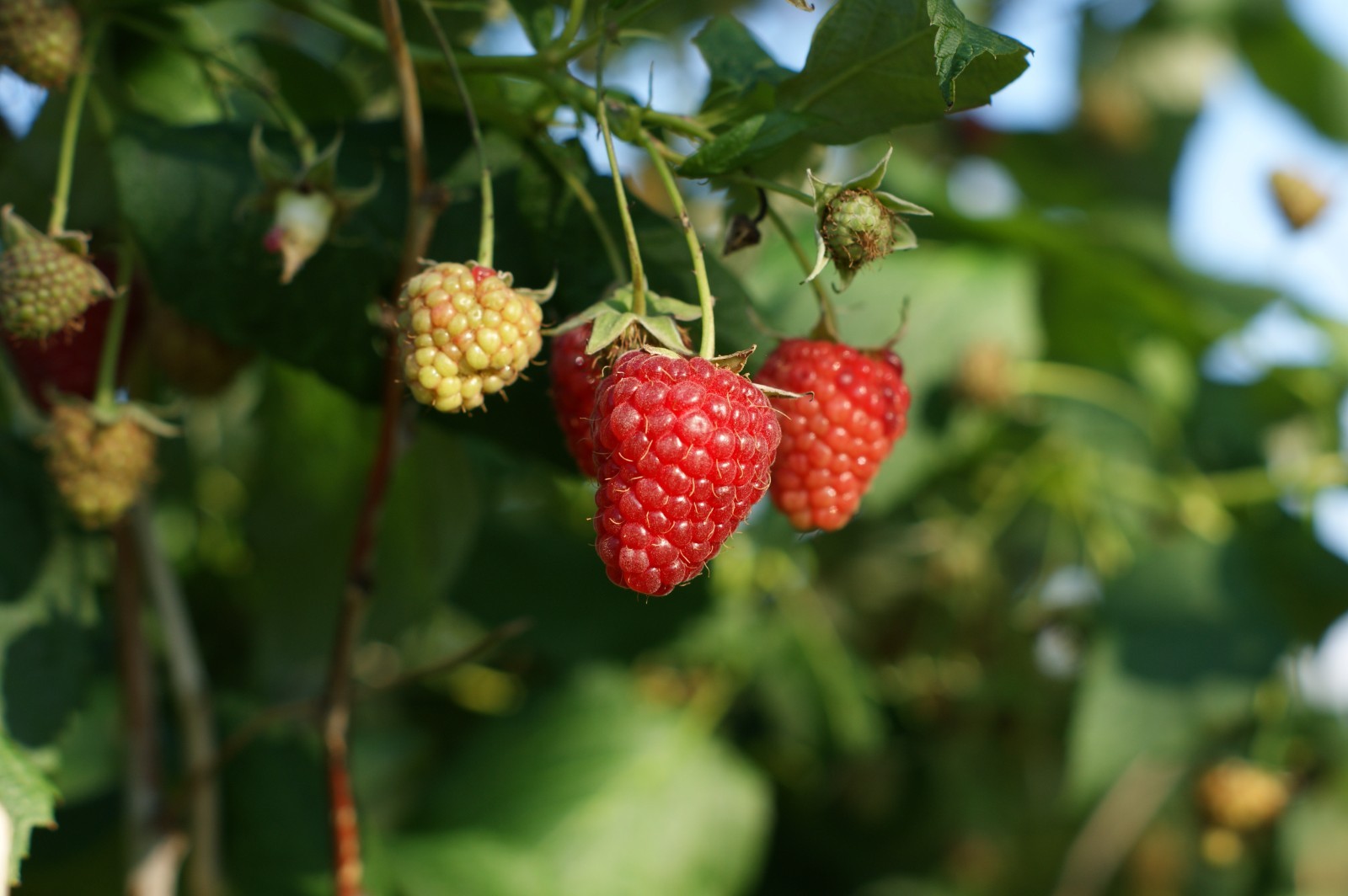 Hand Picked Nursery Joan J Raspberry Canes – Bare Root Canes, 1-Year-Old