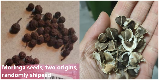 100pcs Moringa Oleifera Seeds | Home Garden Planting Seeds