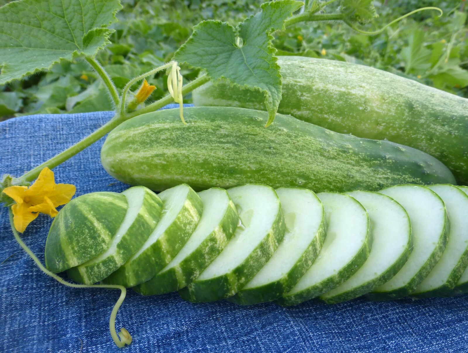Straight Eight Cucumber Seeds, NON-GMO, Heirloom, Variety Sizes, FREE SHIPPING