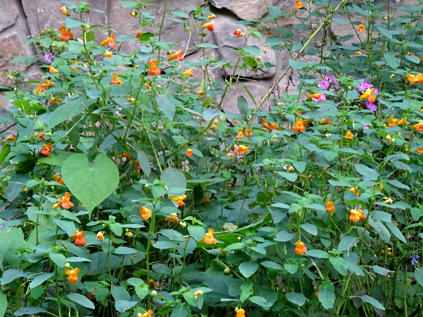 Jewelweed Impatiens Capensis TouchMeNot 40 seeds from 2023 Organic Hummingbirds