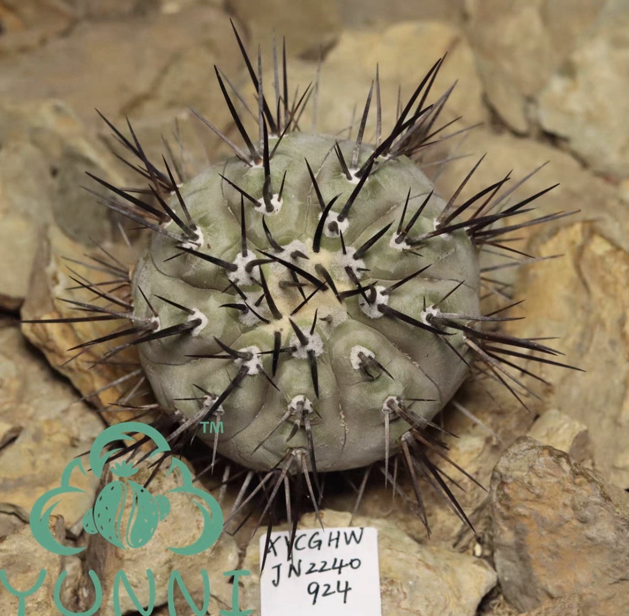 1pc Self‑rooted Copiapoa Black King Ball choose one out of two#924#1041 6cm6.6cm