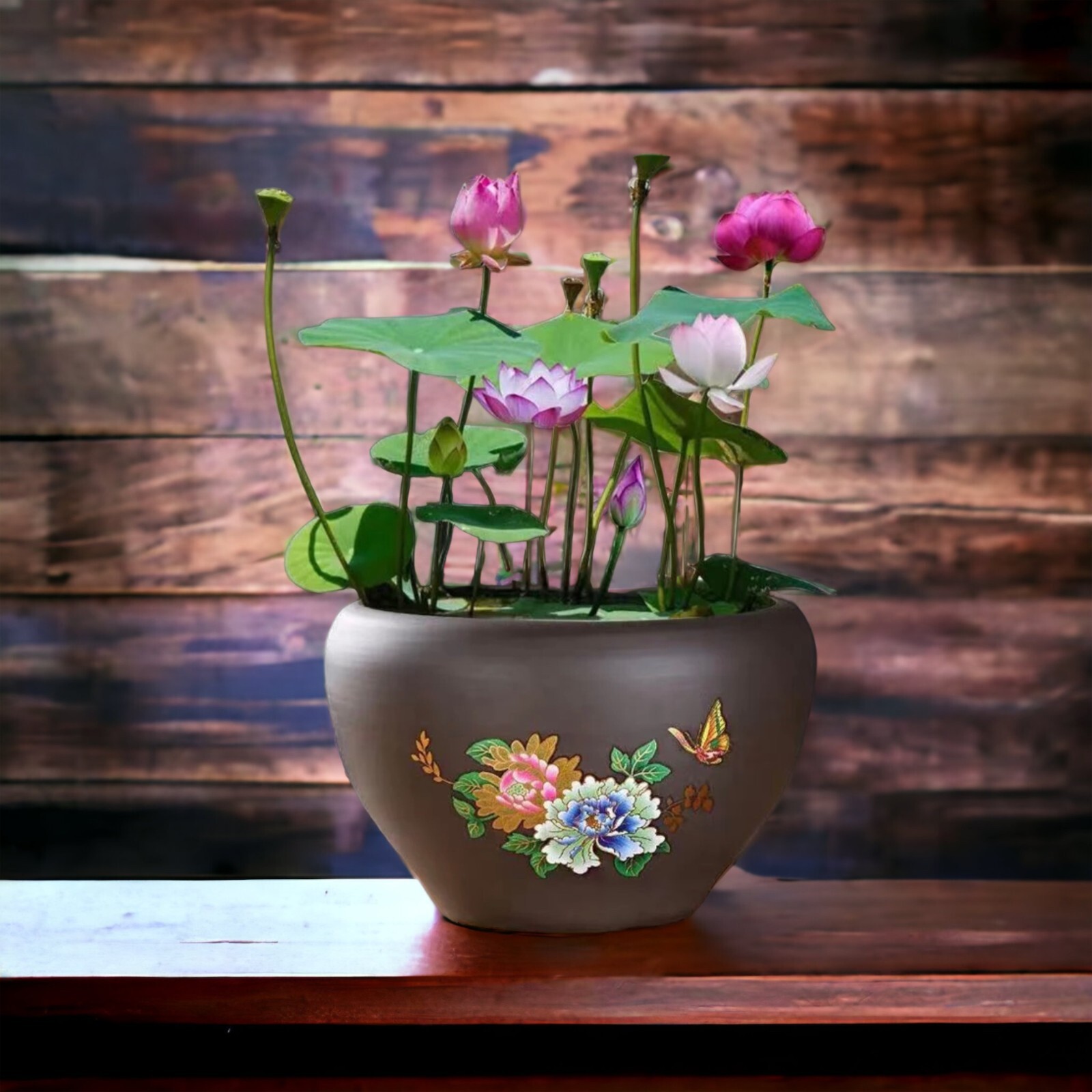 10pcs Pre-Sprouted Mixed Color Bonsai Bowl Lotus Ideal Indoor and Outdoor