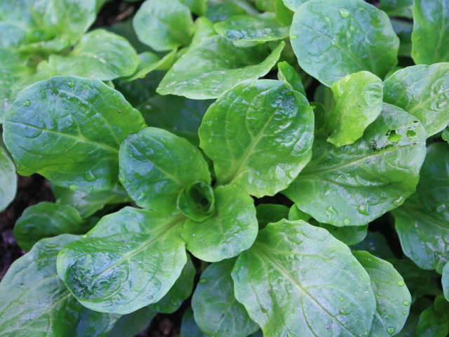 Dutch Corn Salad, Lamb’s Lettuce, Mache, NON-GMO, Variety Sizes, FREE SHIPPING