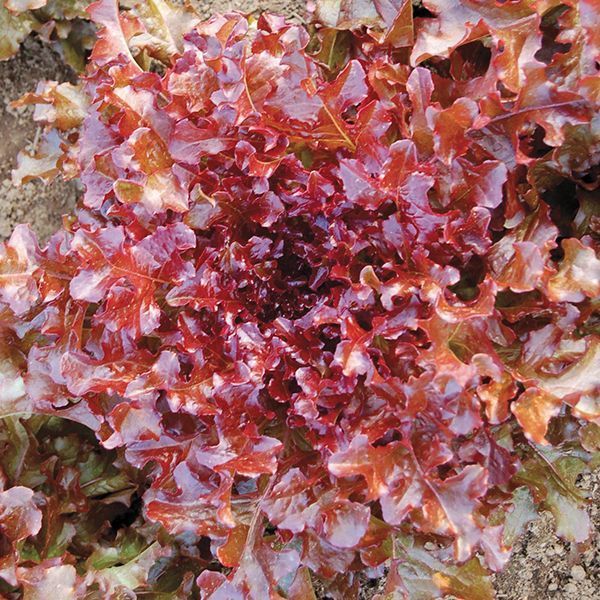 Red Salad Bowl Lettuce Seeds, NON-GMO, Variety Sizes, FREE SHIPPING