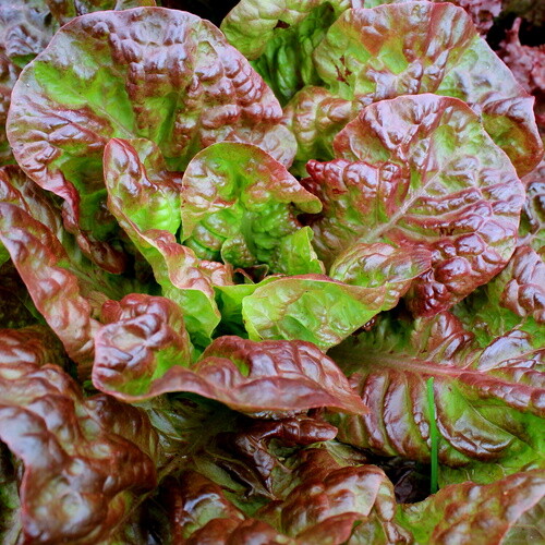 1000 BRONZE MIGNONETTE LETTUCE SEEDS ~ heirloomseedguy ~ 2026 ~ NON-GMO