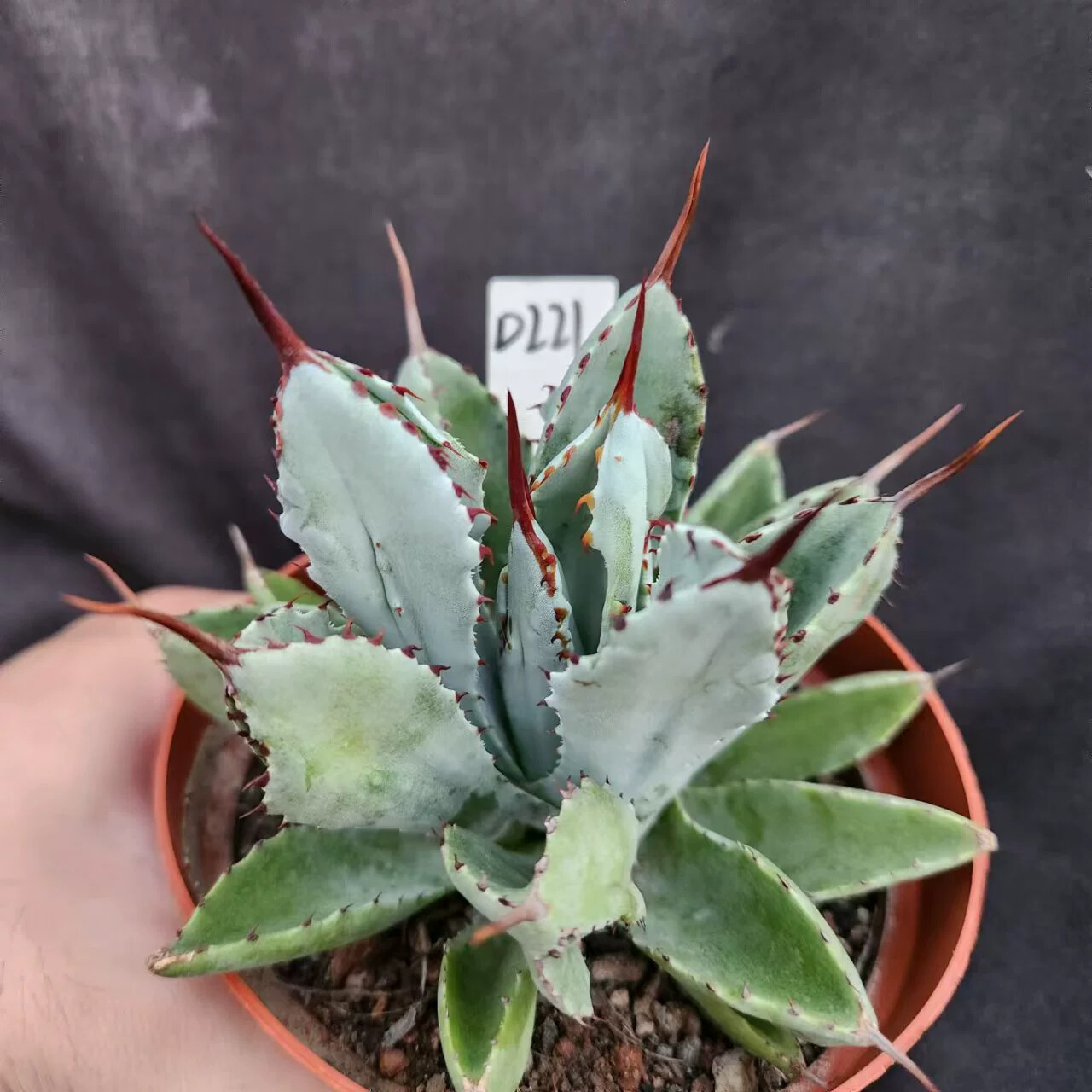 8CM Succulent Agave Plant Agave Potatorum Cv.’Cubic’ Agavaceae Home Garden Plant
