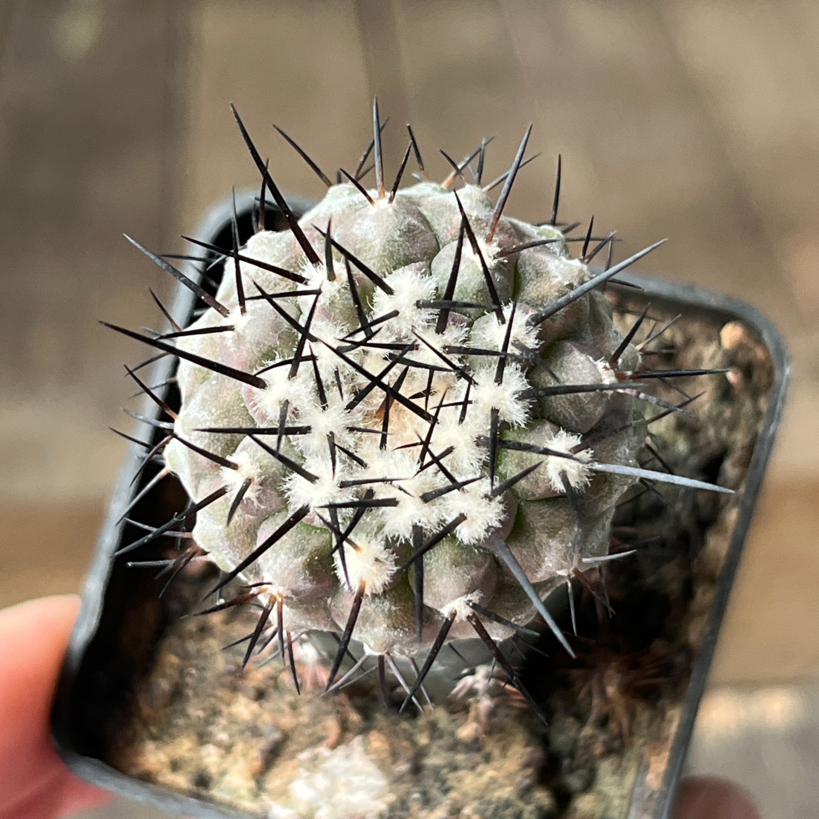 A3-1645 Copiapoa cinerea HR1024,El Griton, SuperBlack Sp., Dark body, white coat