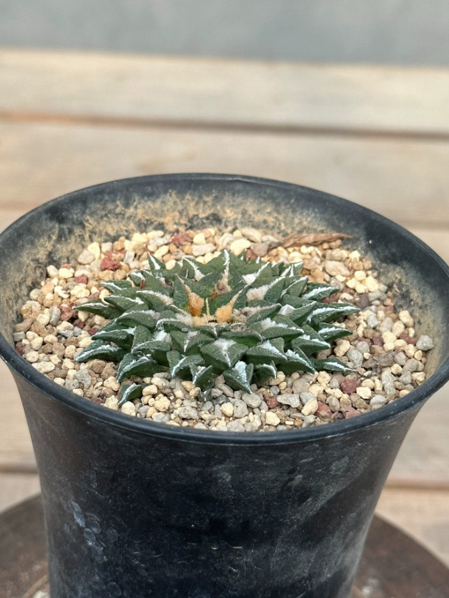 1PCS 5CM Ariocarpus Kotschoubeyanus Seedgrowth SucculentCactus Plant
