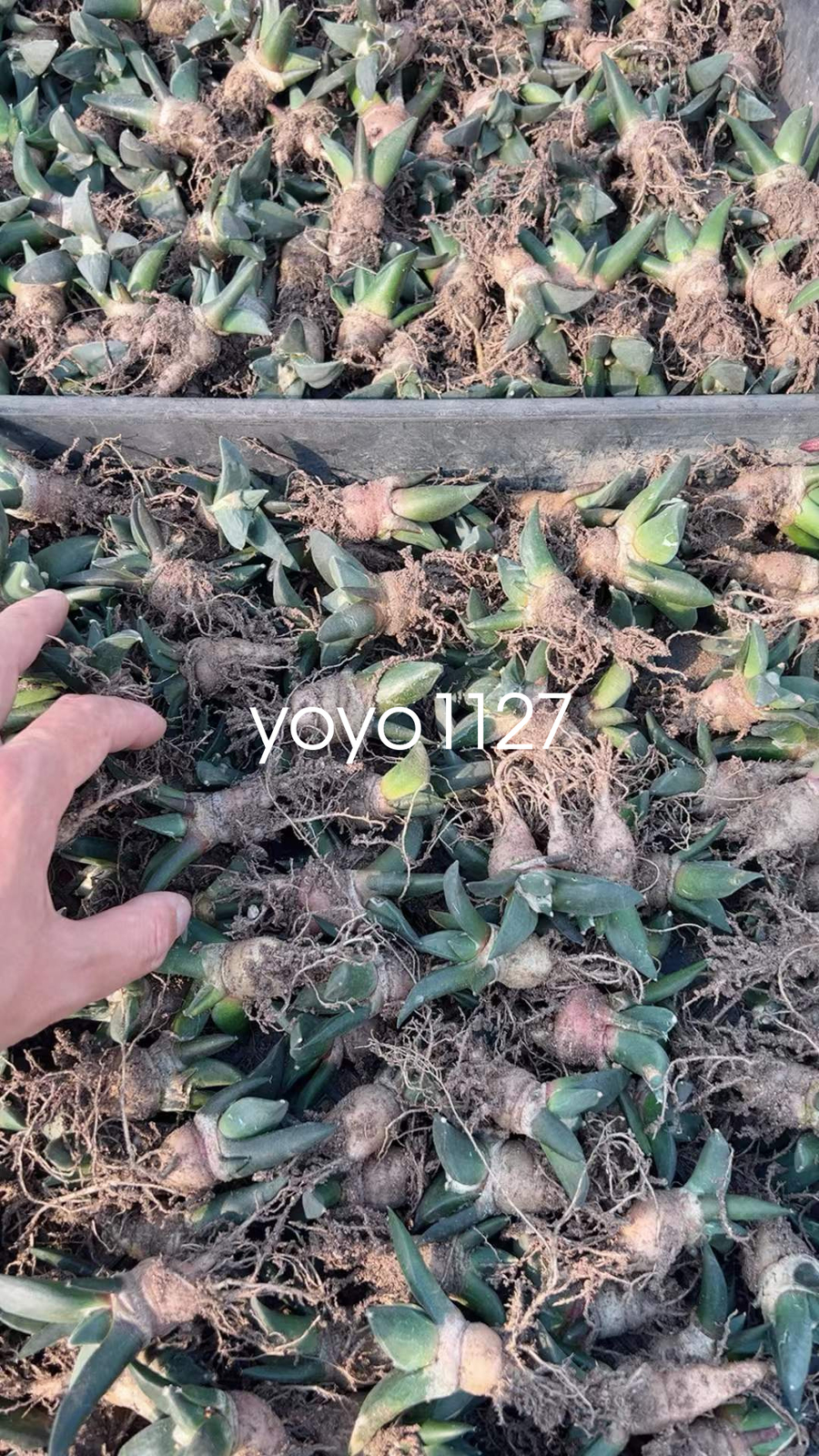 5pcs 4-5cm Ariocarpus Retusus Scheidw Succulent Cactus Plants