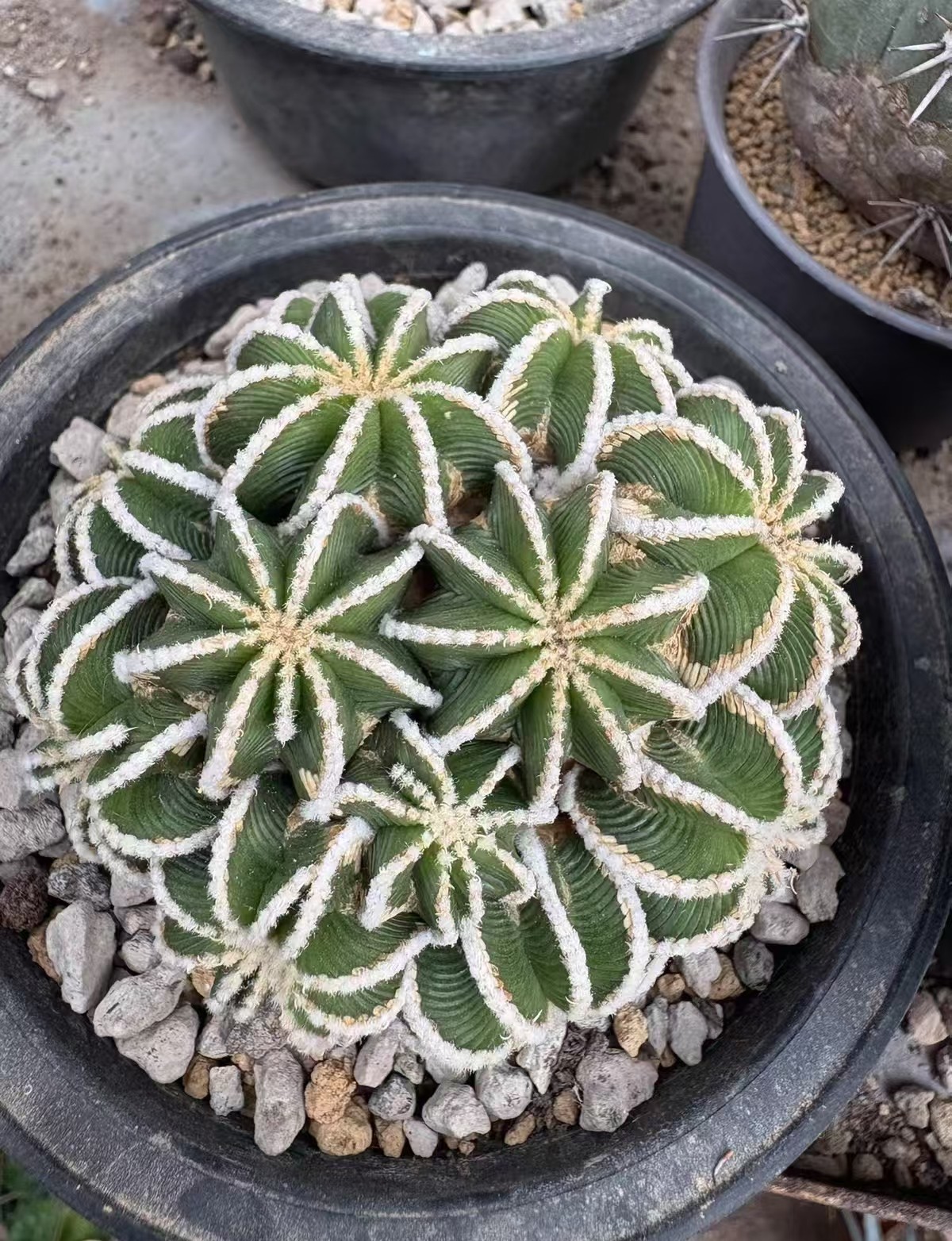 8cm RareSucculent Plant A·hintonii Rootless WYSIWYG Boutique