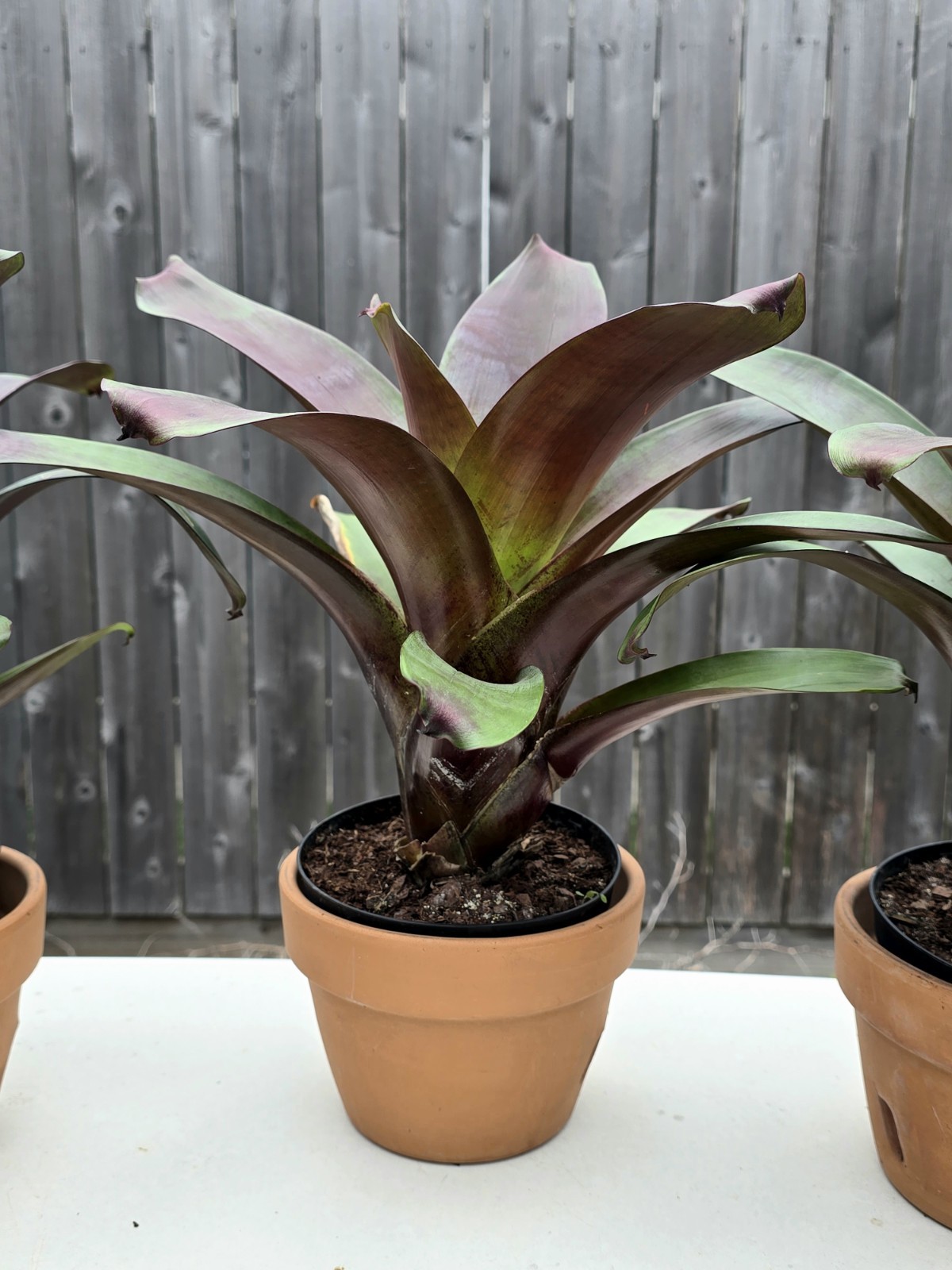 Stunning Alcantarea Imperialis ‘Rubra’ Bromeliad