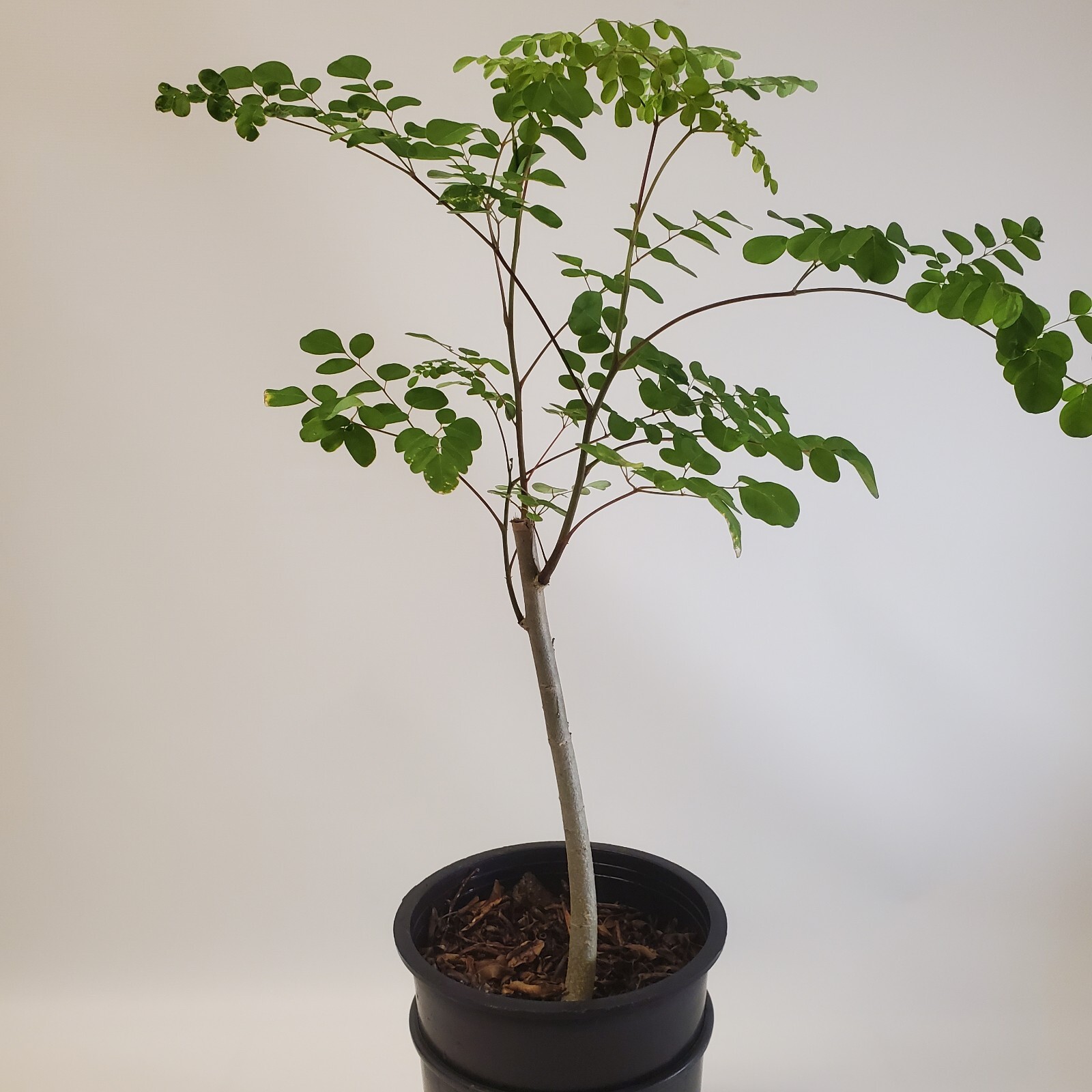 2-3ft Tall Moringa Oleifera Tree Save 6 Months of Grow Time AKA Miracle Tree