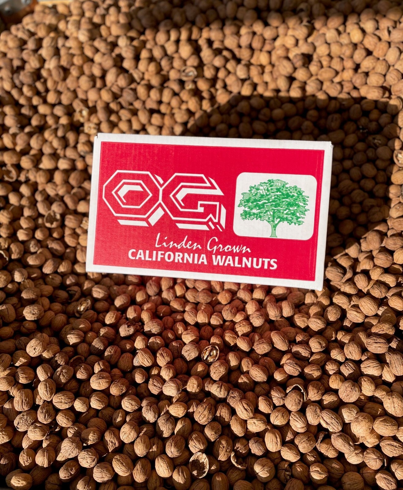2025 Fresh Crop Shelled Walnuts – 10 lbs