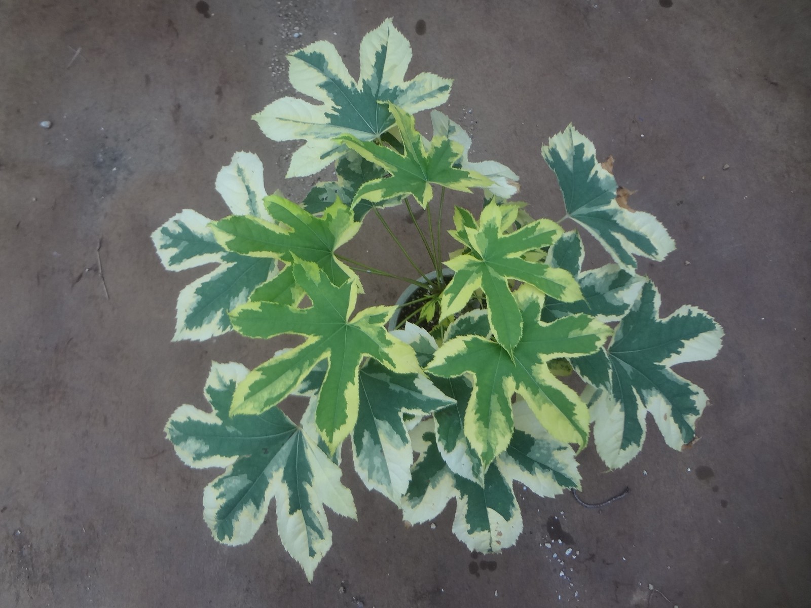 Kalopanax septemlobus yellow cream fukurin variegated [Must read description]