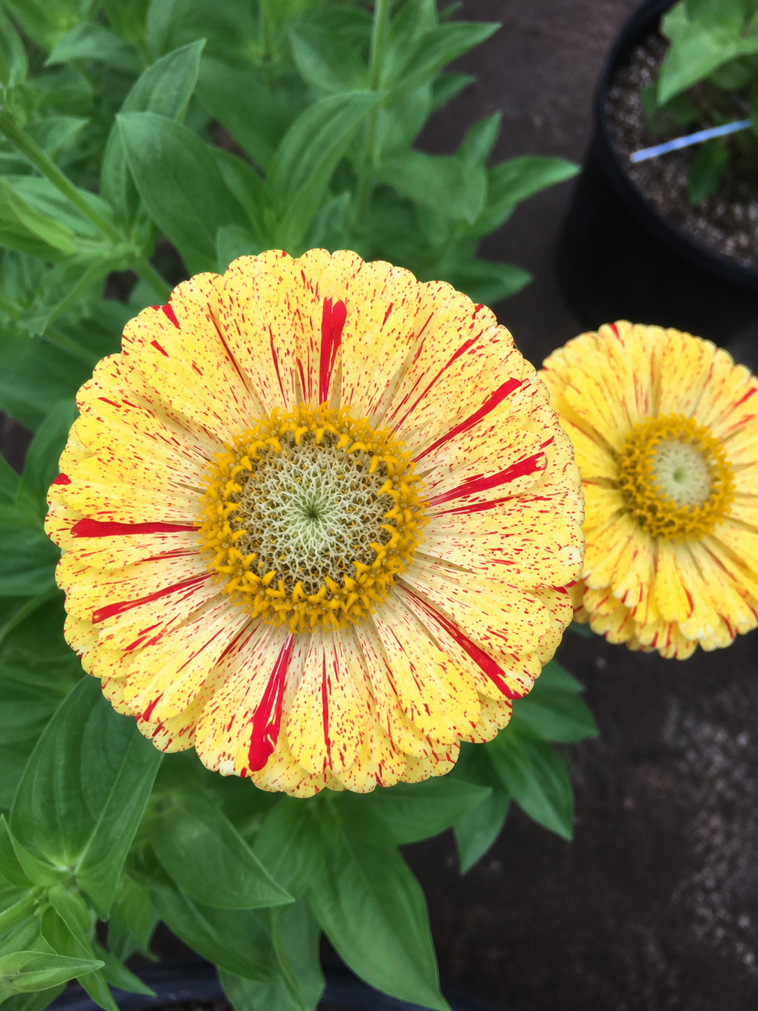 Bon Bon Mix Zinnia Seeds Candy Striped Heirloom Cut Flower Annual