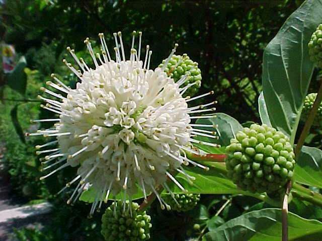 Buttonbush (Cephalanthus occidentalis)—200 seeds ($3.00)