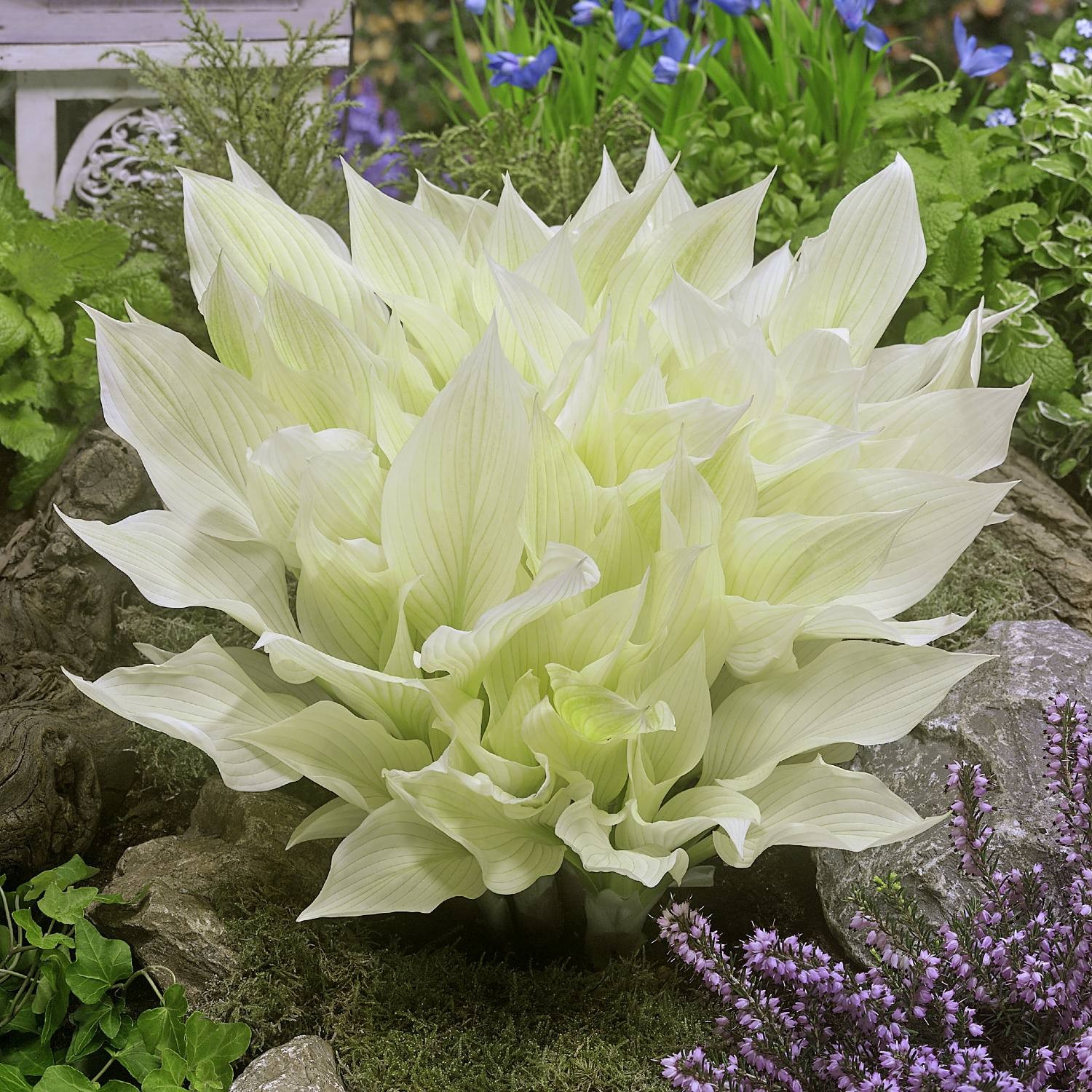 Hosta White Feather 3 Plant Roots, Bright Foliage in Shade Summer Blooms