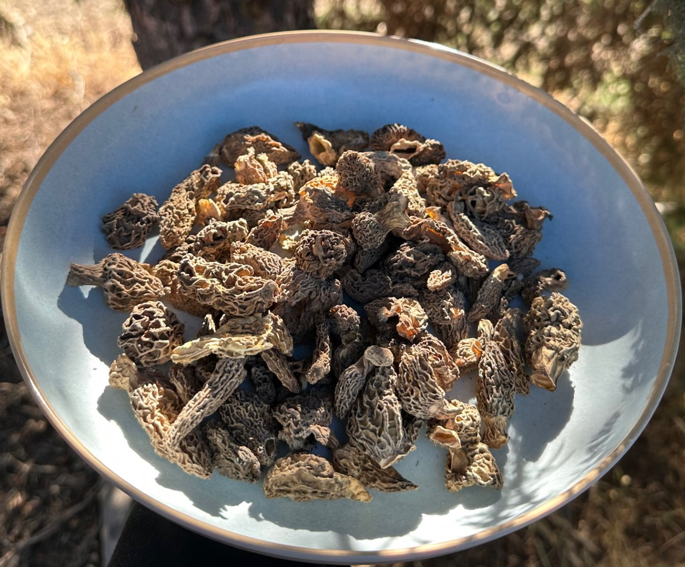 Dried Wild Conica Morel Mushrooms from the USA, Wild Crafted 2024 Crop 1 Lb.