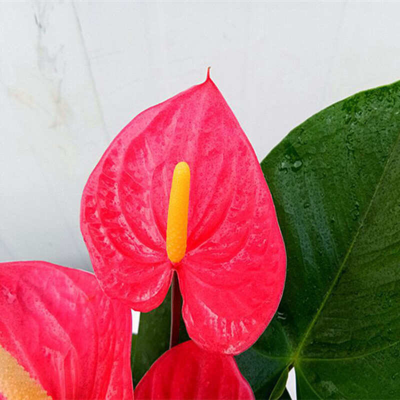 1 Pack 30 Red Color Anthurium Seeds Rare Anthurium Plantas Garden Flowers