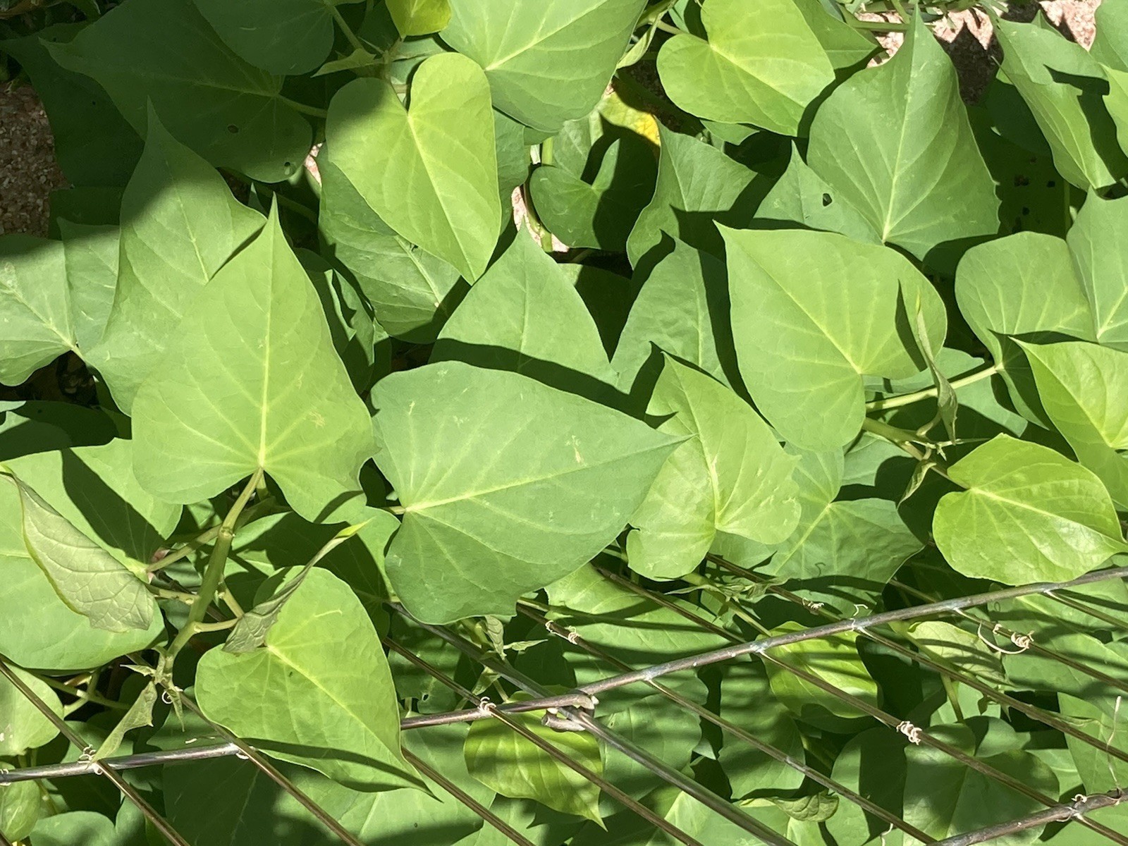 20 Organic White Sweet potato Slips/Cuttings/Asian Plants/Khoai