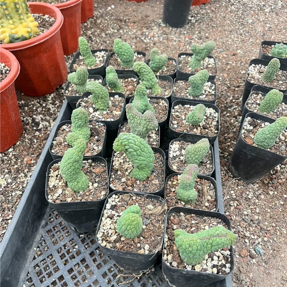 5cm 1PCS Cactis Live Larryleachia cactiformise Crtistata Cactis Garden Planting