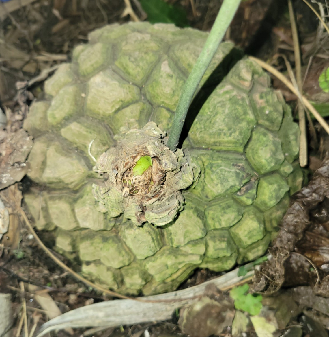 Hard to FIND – Dioscorea mexicana aprox 1 inch