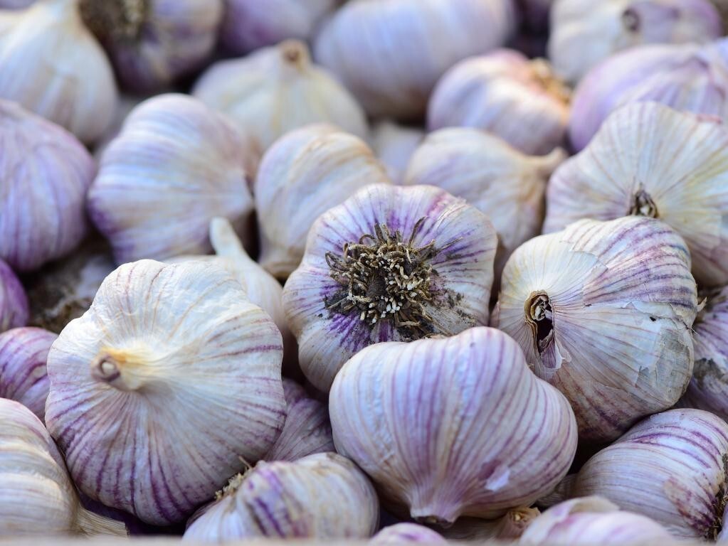 Siberian Garlic ,Whole Garlic Bulbs, Bulbs are ready for eating or planting.