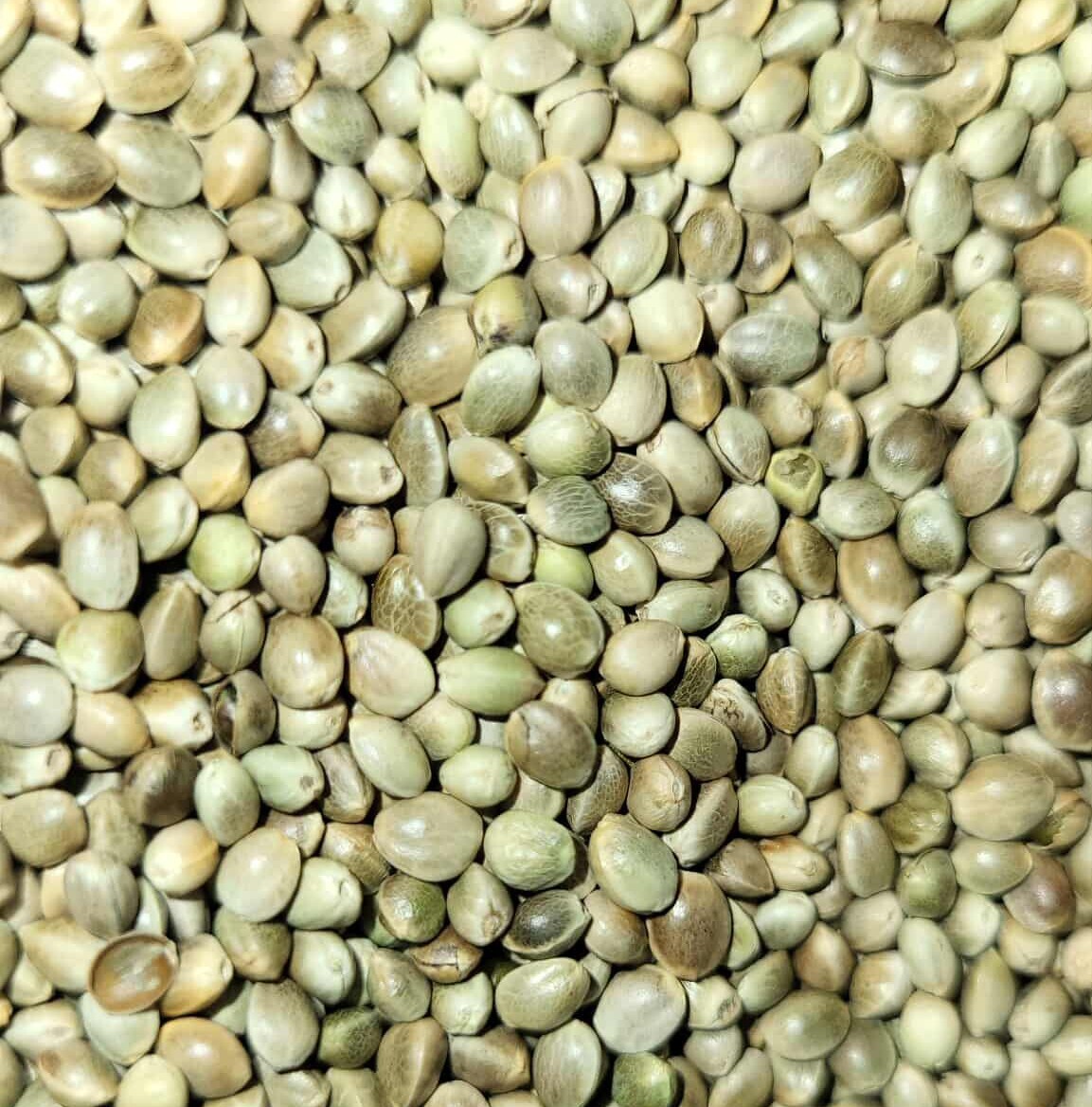 Premium Kosher Hemp Seed Nuts – 100% Food Grade & Nutrient-Rich!
