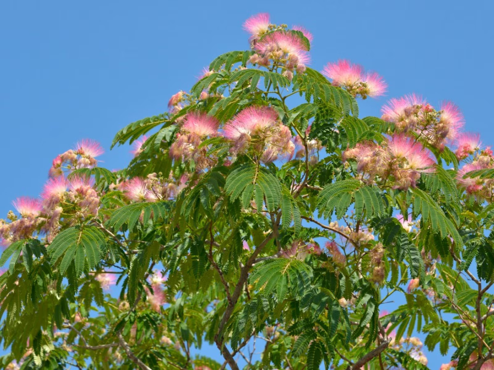 Mimosa Tree (Albizia Julibrissin) 3.5” in pot 6-10” heigh