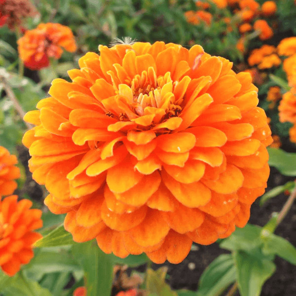 Orange King Zinnia Seeds | 50 – 1,000 Seeds | Free Shipping | Seed Store | 1187