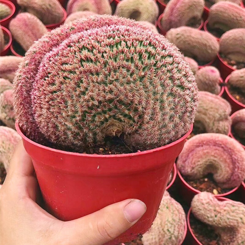 6-8CM Cactus Plant Echinocereus Rigidissimus Rubispinus Cristata Cactaceae Plant