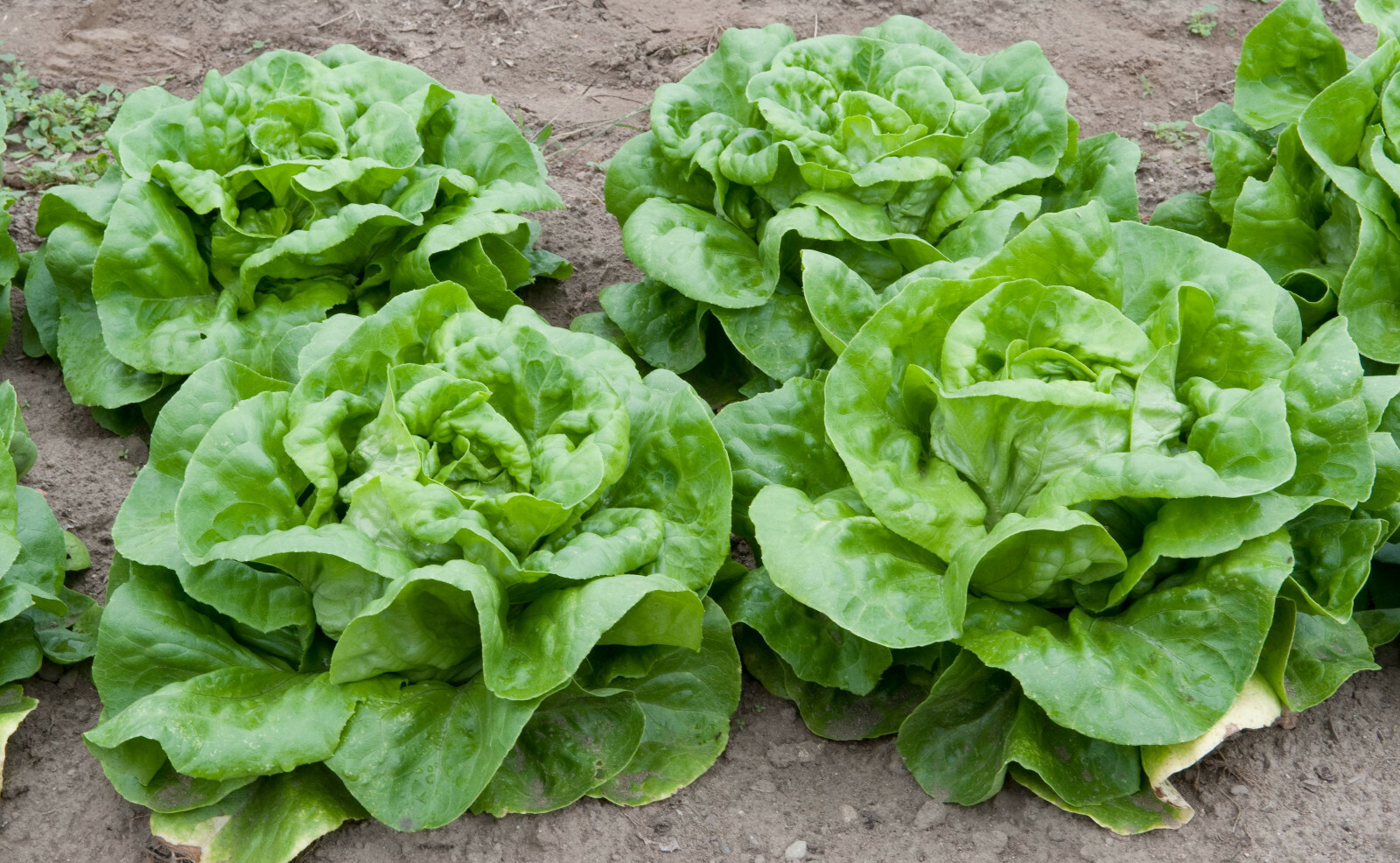 1000 WHITE BOSTON BUTTERCRUNCH LETTUCE SEEDS ~ heirloomseedguy ~ 2026 ~ NON-GMO