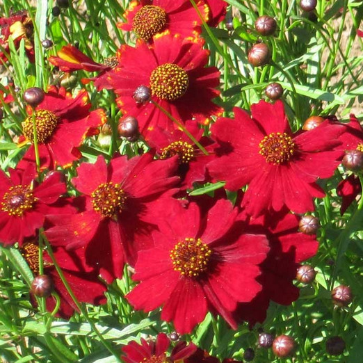Tall Red Plains Coreopsis Seeds | Non-GMO | Free Shipping | Seed Store | 1273