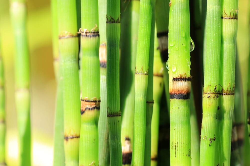 Horsetail Plant Cuttings to Grow – Equisetum – Great Aquatic Feature, Koi Pond